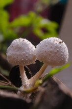 This Is Mushroom Blooming In The Garden, White Colour,cut Marks On The Body