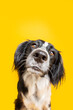 Funny dog with shocked and curious face expression. Isolated on yellow background