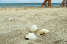 Three Seashells On The Sand On The Beach By The Sea Against The Background Of People Passing By