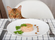 Domestic cat looks out from the table
