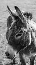 Head And Shoulders Photo Of 2 Year Old Donkey Monochrome Black And White Image