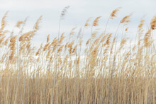 Field Of Marsh Grasses, Surface View