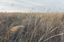 Field Of Marsh Grasses In The Wind, Surface View