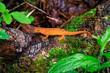 Red Spotted Newt on a tree fence line after a spring rain. From our yard in Windsor in Broome County in Upstate NY. Orange Newt with green moss and plants in the background.