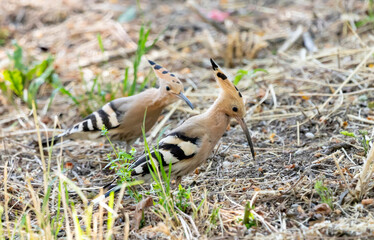 Two birds hoopoe on the ground in the forest looking for food among the forest litter, Upupa epops