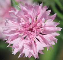 Hot Pink Color Cornflower With A Great Close-up Of The Inner Stamen