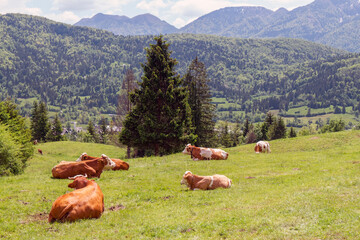 Cows grazing on alpine pasture. Grass finished beef. Happy cattle in nature.