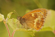 Closeup of a hedge brown Gatekeeper butterfly, Pyronia tithonus