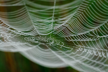 Natural spider web in the meadow