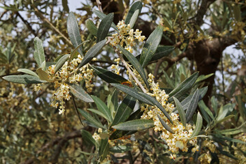 Canvas Print - olive tree flowering