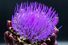 Closeup Of Purple And Green Globe Artichoke Vegetable With Thistle Anemone Flower Isolated On Black Background