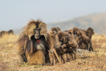 Wall Mural - Gelada Baboon - Theropithecus gelada, beautiful ground primate from Simien mountains, Ethiopia.