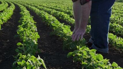 Wall Mural - Farmer or agronomist walking through green soybean field, touching and inspecting plants, agriculture in spring