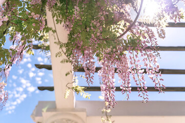 Blooming wisteria lilac vine blossoms climbing along the top of pavilion and its white stone columns on a sunny spring day. Natural pink background for your design.