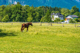 Fototapeta Konie - Pferd auf Koppel