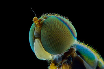 close up of a wasp