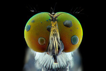 Robberfly Head Extreme Macro