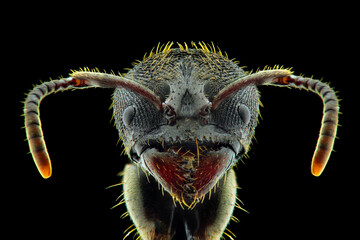 macro extreme black ant