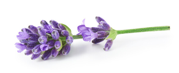 Wall Mural - Lavender flowers isolated on white background