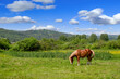 Red horse grazing in a meadow on a sunny day. Alone horse eating grass. Pasture summer landscape