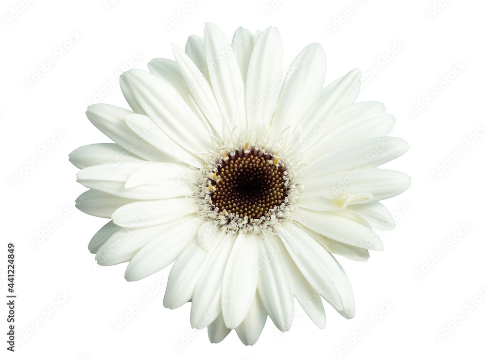Bright white Osteospermum or African Daisy flowers, . Other common names include: South African Daisy, Cape Daisy and Blue-eyed Daisy. - obrazy, fototapety, plakaty 