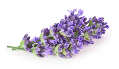 Wall Mural - Lavender flowers isolated on white background