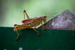 Eastern Lubber Grasshopper with beautiful colors crawling along at a Florida nature preserve / hiking park