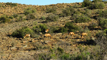 A Herd Of Red Hartebeest
