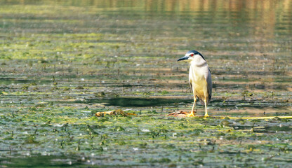 Poster - Bittern among Louisiana swampy lakes