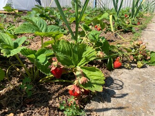 Wall Mural - A bed of strawberries growing in a vegetable garden with red berries