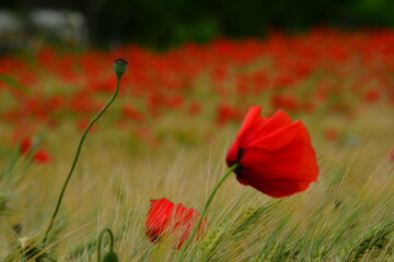 Wall Mural - Mohnblumen