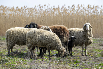 Poster - Flock of sheep grazing in the pasture on the background of dry bamboo plants