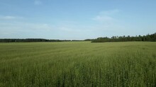 Green Field With Grass With A Blue Sky And A Forest In Summer
