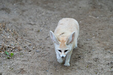 Fennec - Vulpes Zerda - Detail On Animal From Close Distance