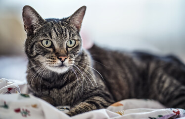 Wall Mural - Gray brown tabby cat resting on bed blanket, looking curiously, closeup detail on his head