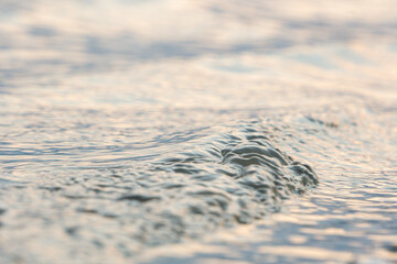 water reflection reflejo en el agua olas waves sunset atardecer duck animal animales pato
