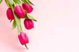 Fototapeta Tulipany - bouquet of bright fresh delicate pink tulips hanging on a pastel background with copy space, close-up. Minimalism for spring holidays