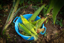 Freshly Harvested Corn In A Plastic Bowl. Harvested Corn, Unpeeled Corn.