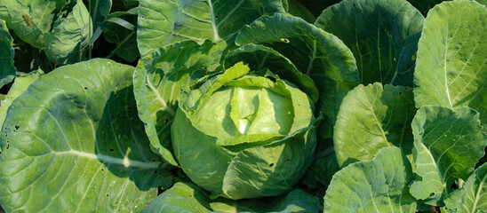 Wall Mural - Banner. Growing cabbage. A large head of cabbage in a field. Cabbage background.