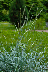 Decorative grass plant Leymus arenarius(or grate sand, Elymus sand, Leymus, Volosnets, Elymus arenarius) 