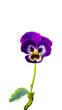 purple viola flower isolated on a white background