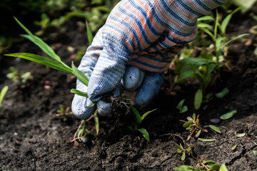 Wall Mural - The farmer's hand holds the plucked weed, the gardener is involved in agricultural work, prepares black soil for planting new seedlings in the spring.