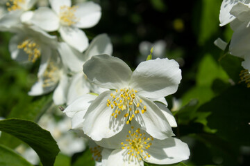 Philadelphus coronarius or mock orange blooming flower bush into green city garden