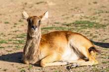 Lechwe Belong To A Family Of African Antelope Known As Reduncines. Nile Lechwe Are Native To The Floodplains Of The Nile River Valley. Most Of The Population Lives In Southern Sudan. Female.