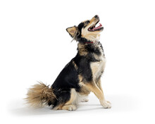 Excited Large Crossbreed Dog Sitting Profile