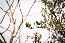 Black Bird Perched In A Pine Tree