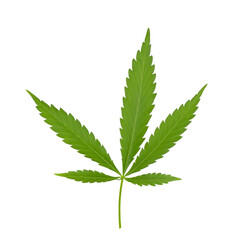 Wall Mural - Cannabis leaf isolated on white background. Hemp leaf close up. Marijuana green leaf.