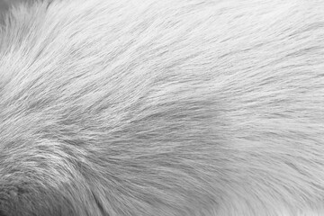 Wall Mural - White grey background of dog fur with nature line patterns