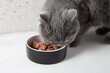 A gray fluffy cat eats food from a bowl. Dietary nutrition of cats. Pet care.