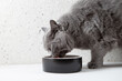 A gray fluffy cat eats food from a bowl. Side view. Dietary nutrition of cats. Pet care.